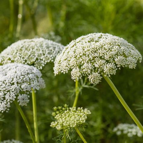 Buy Wild Carrot Daucus Carota £189 Delivery By Crocus