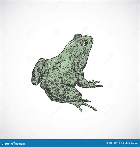 Hand Drawn Colorful Halloween Scary Toad Or Frog Vector Illustration