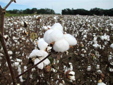 Cotton Harvest Begins As Tropical Storm Approaches Panhandle Agriculture