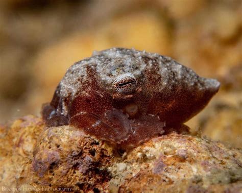 Top 5 Smallest Teeniest Tiniest Octopus Species Octonation The