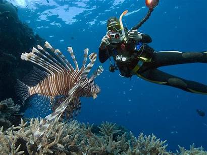 Reef Barrier Fish Diving Scuba Australia Diver