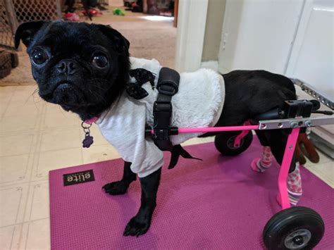 Winnie Got A New Set Of Wheels She Is So Happy With Them And Is