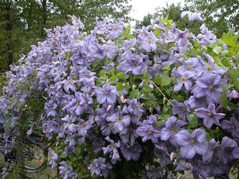 Check spelling or type a new query. Clematis Viticella 'Emilia Plater' | Clematis, Planting ...