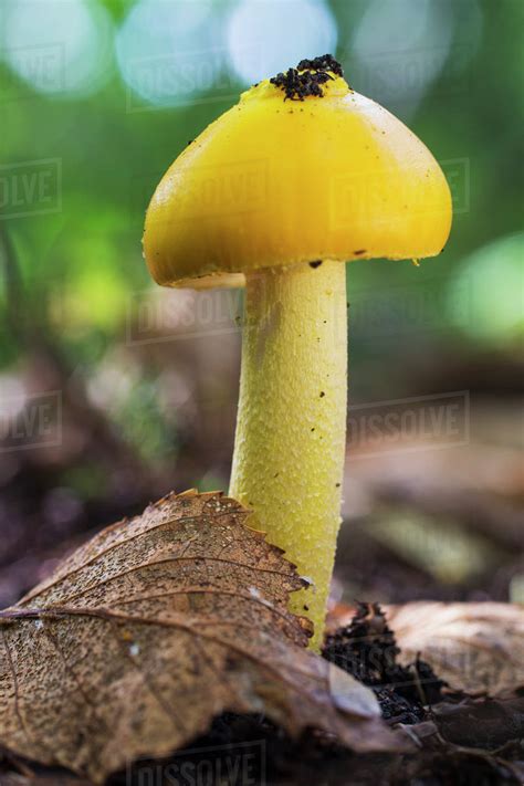 A Yellow Mushroom In The Forest Ontario Canada Stock Photo Dissolve