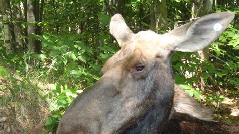 Maine Has Moose Population Of More Than 70000