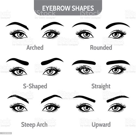 Eyebrow Shapes With Eyes Various Types Of Eyebrows Trimming Vector