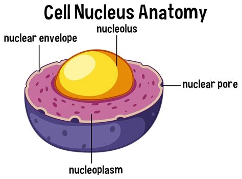 Without a nucleus, the cell will not know what to do and there would be no cell division. Animal cell nucleus anatomy - Download Free Vectors ...
