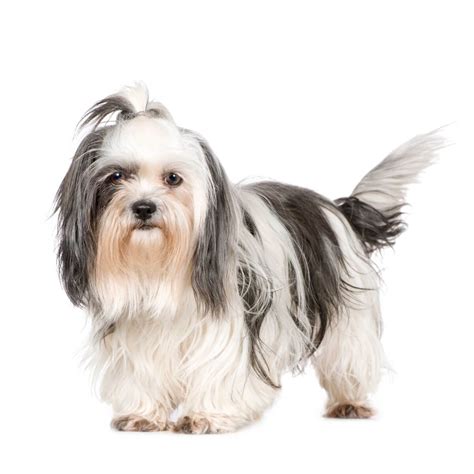 Shih Tzu Dog Breed Information Pictures And More