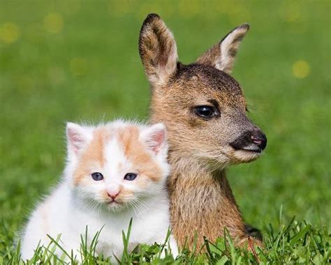 Captures The Blossoming Friendship Between A Baby Deer And A Cat Aww