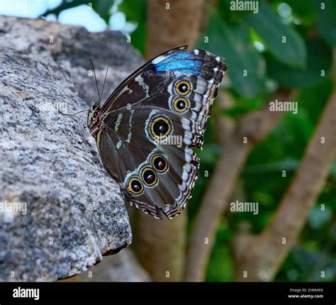 Blue Morpho Butterfly At Rest On A Rock Showing Eyespots On The