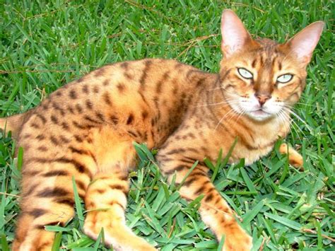 Orange bengal cat in tense pose stock image. Bengal Cat One of The World's Most Expensive Cat ...
