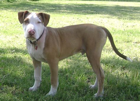 American Pitbull Terrier Temperament Buxbopqe