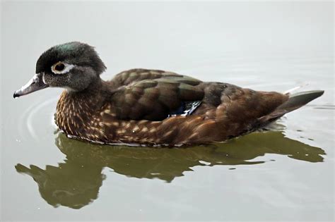 Detailed Information On Wood Duck Aix Sponsa