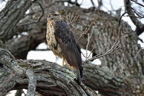 Great Black Hawk Returns Big Year Birding