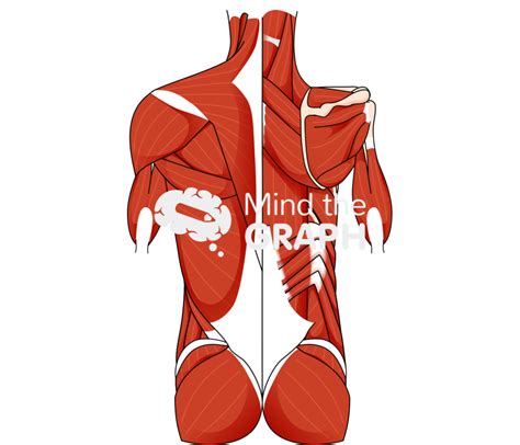 Muscular System Dorsal Torso Human Mind The Graph
