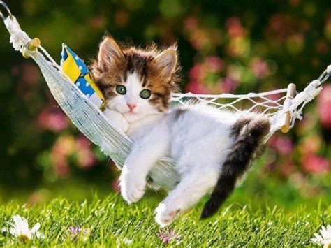 Max september 9, 2018 cats. Summer Kitten Wallpaper | Kittens cutest, Cute cats, Kittens