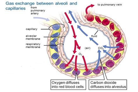 Mechanism Of Respiration In Human Microbiology Notes