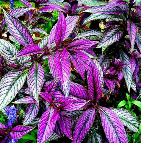 Persian Shield Plant Photograph By Janine Riley Fine Art America