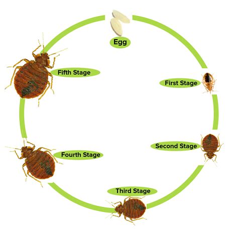 Bed Bugs Treatment Bed Bugs Control Sydney Competitive Pest Control