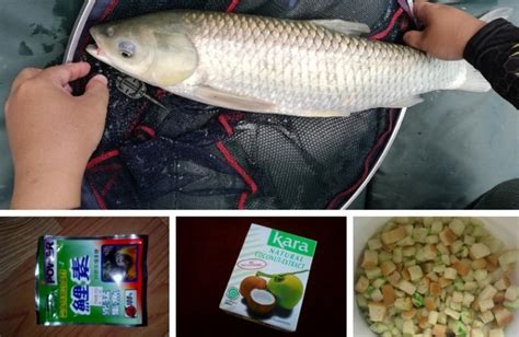 Salah ikan konsumsi yang menjadi peluang usaha adalah ikan mas. Umpan Asas Kap Rumput - Umpan
