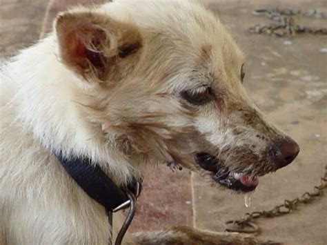How the rabies challenge fund got started. Increase in Rabies cases a cause for concern for pet ...
