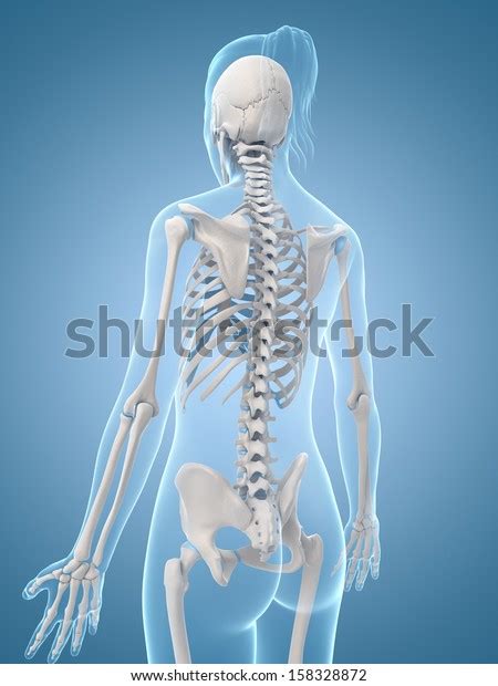 Medical Illustration Skeletal Back Stock Illustration 158328872