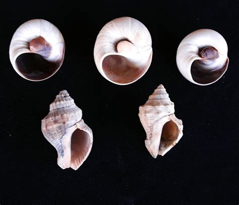 Larger Hermit Crab Shells Set Of 10 Us Shipping Included