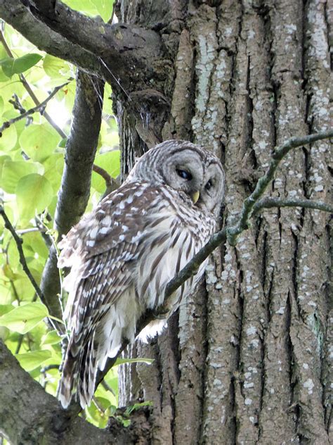 Owl And Tree Bark Photograph By Laurie Tsemak Fine Art America