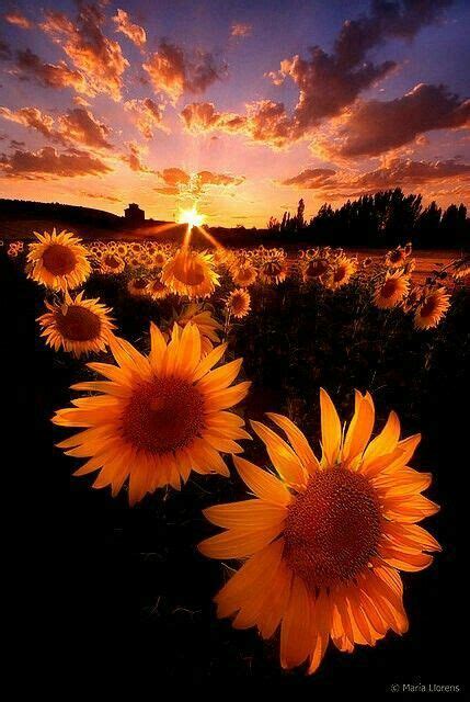 2048x1240 free desktop wallpaper downloads sunflower field. Colorful sunset nature sunflowers. | Nature photography, Beautiful nature, Landscape