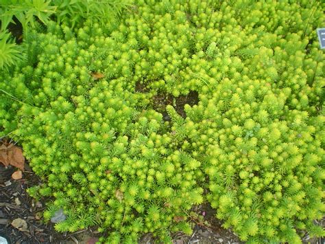 Sedum Seeds Everything You Need To Know Succulent Source
