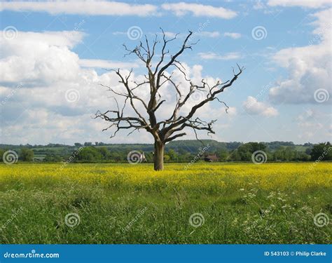 Lone Tree Stock Image Image Of Tree Field Oldbury Summer 543103