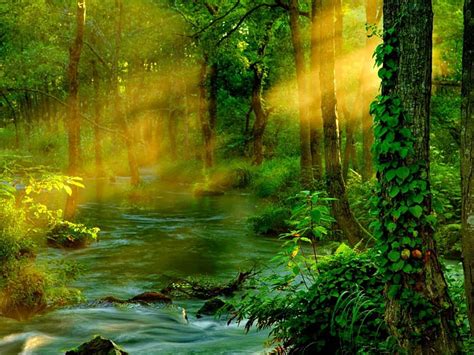 Free Download Magical Forest Stream Bonito Magic Nice Green