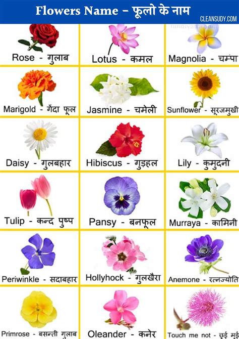 Flowers Name In English Marathi And Hindi Best Flower Site
