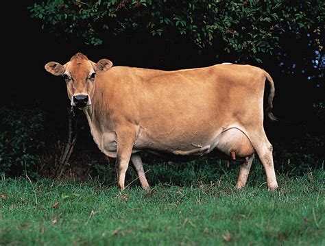 Jersey Livestockpedia
