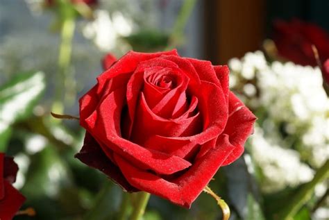 Smoke heart and rose rose roses beautiful flower flowers. A Single Red Rose Pictures, Photos, and Images for ...