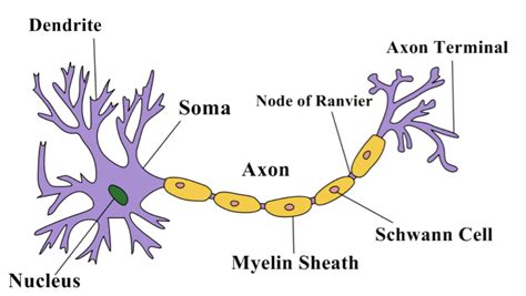 Draw A Labelled Diagram Of The Neuron And Describe The Structure Of The