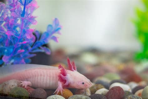 40 Axolotl Facts About These Adorable Amphibians Facts Bridage