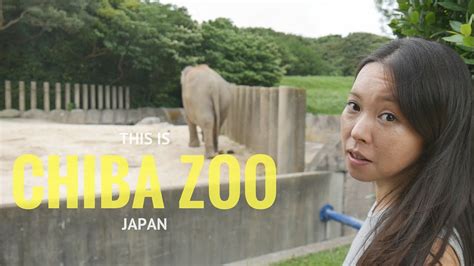 This Is Chiba Zoo In Japan Beware Nasty Monkeys Youtube