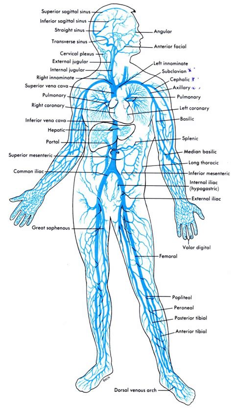 It is close to the surface of the underside of the forearm; Body Vein Diagram Luxury Veins Diagram Inspirational ...