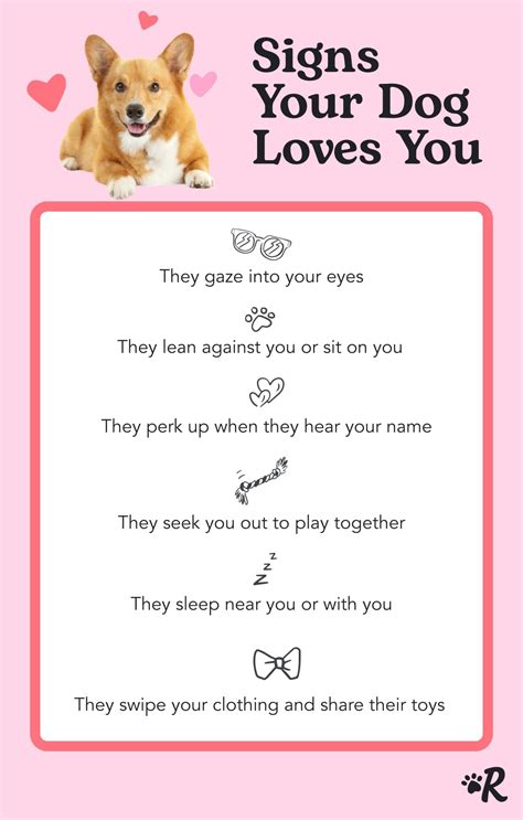How Do You Know Your Puppy Loves You