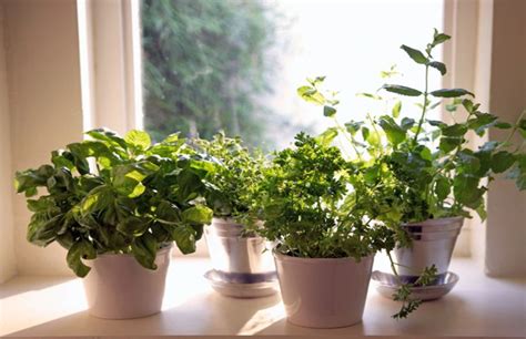 5 Steps To A Year Round Herb Garden Janes Healthy Kitchen Growing