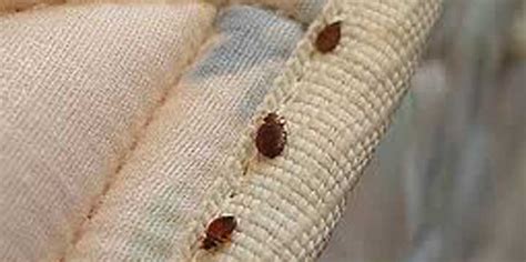 Find Out 11 Truths On Carpet Beetle Bites Your Friends Missed To Let