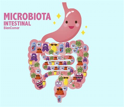 Resumen De 28 Artículos Como Mejorar La Microbiota Actualizado
