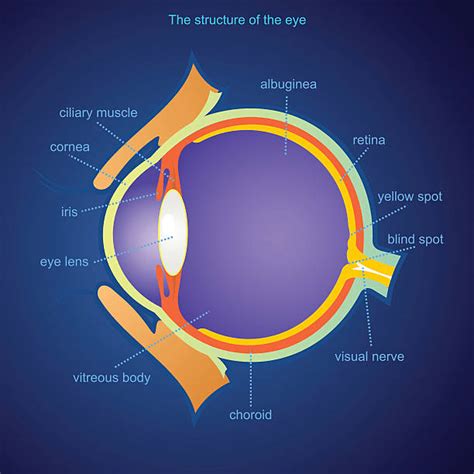 Fundus Illustrations Royalty Free Vector Graphics And Clip Art Istock