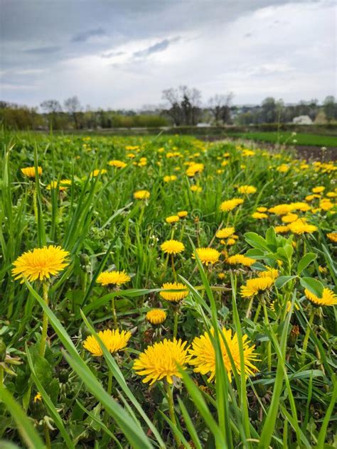 Yellow Flowers Hill Under Blue Cloudy Sky Stock Photo Image Of Grass