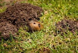 Do pest control companies help with mice control? Gopher Control | Minneapolis | St. Paul
