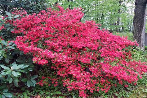 How To Grow And Care For Azalea Bushes Gardeners Path