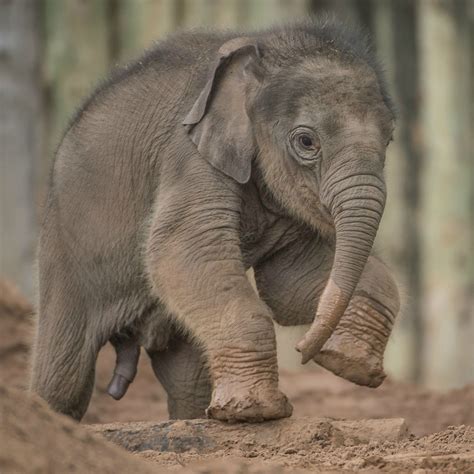 Anjan The Asian Elephant Calf Arrived 3 Months Later Than His Expected