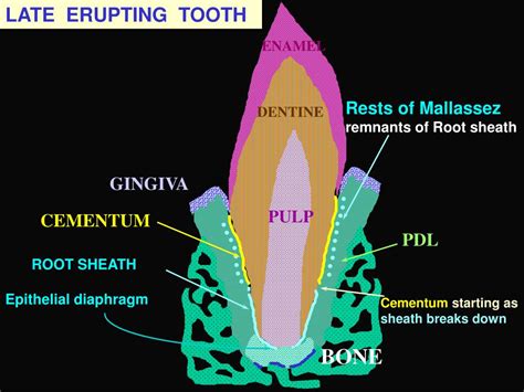 Ppt Pulp Powerpoint Presentation Free Download Id4938296