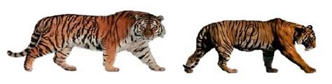 Sumatran Tiger Vs Bengal Tiger Vs Siberian Tiger The Best Dogs And Cats